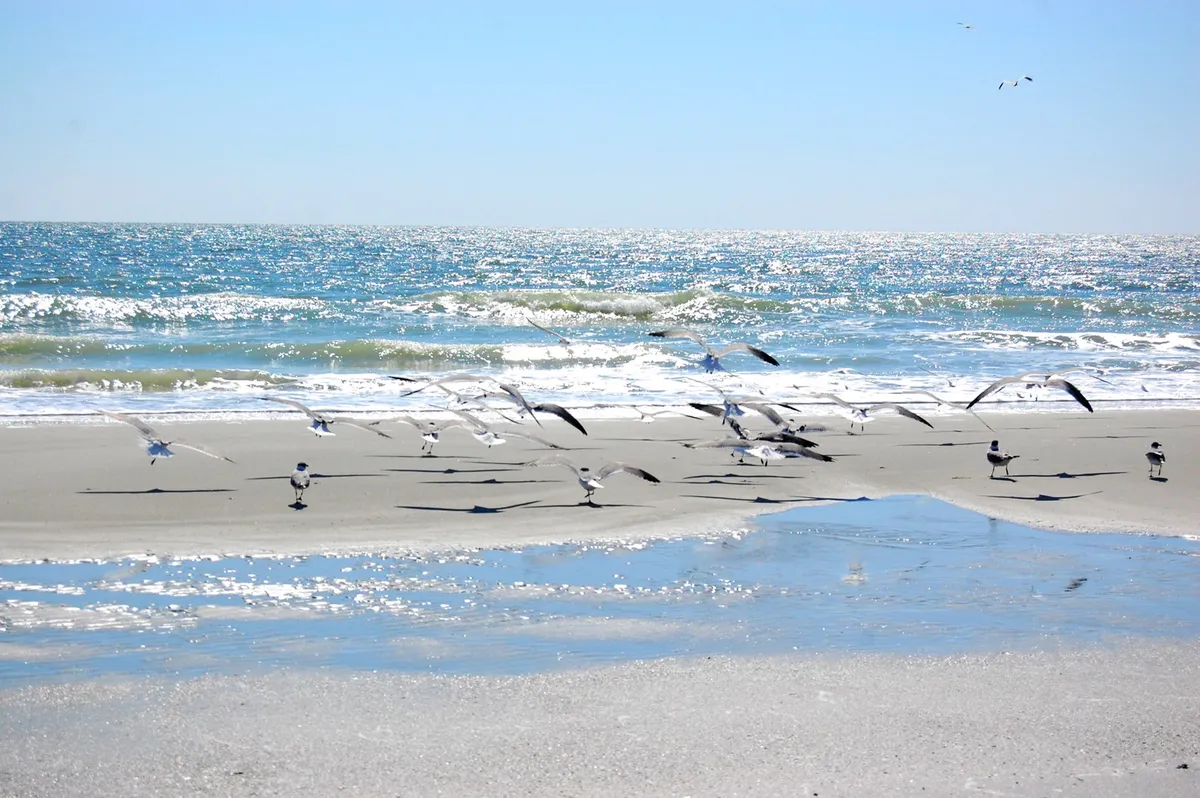 A tranquil scene of Myrtle Beach’s shoreline, featuring a flock of birds gliding above shimmering waves and reflective wet sand. The image highlights the natural beauty and peacefulness of the beach environment.